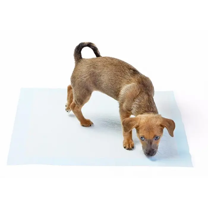ieg™ Yıkanabilir Köpek Çiş Pedi - 100 X 100 Cm