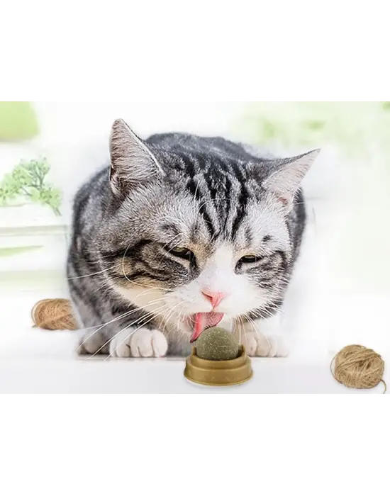 Kedi Otu Oyun Topu