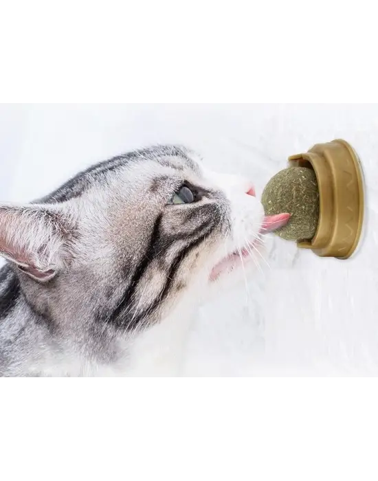 Kedi Otu Oyun Topu
