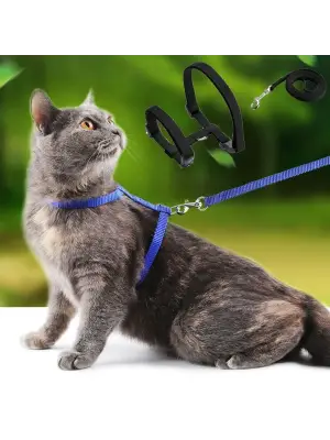 Kedi Tasması