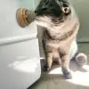 Kedi Nanesi Oyun Topu