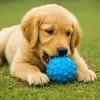 PetZoom Mavi Dikenli Köpek Oyun Topu