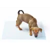 ieg™ Yıkanabilir Köpek Çiş Pedi - 100 X 100 Cm