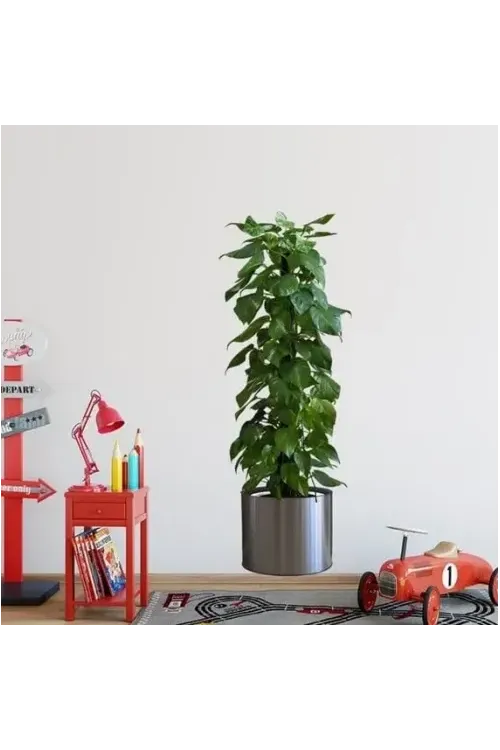 Saksılı Bitki Tasarımlı Yapışkanlı Sticker Resim 90*30 cm MC-665