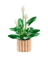 11504 Lego Botanicals Barış Çiçeği - Pace Lily 474 parça +18 yaş