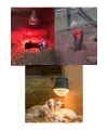 250W Kızılötesi (infrared) Isıtıcılı Hayvan Isıtma ve Kuluçka Lambası (Kırmızı Işık) E27 (Kalın Duy)