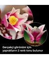 Botanicals Manolya Dalları 11510