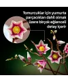 Botanicals Manolya Dalları 11510