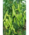 Çarliston Biber Tohumu 10 Gr