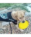 Katlanabilir Kedi Köpek Mama ve Su Kabı Köpek Oyuncağı