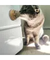 Kedi Nanesi Oyun Topu