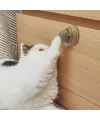 Kedi Nanesi Oyun Topu