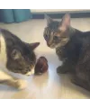 Kurmalı Kedi Eğitim Oyuncağı Tüylü Peluş Fare Yakalama İnteraktif Sevimli Eğlenceli Oyuncak