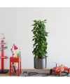 Saksılı Bitki Tasarımlı Yapışkanlı Sticker Resim