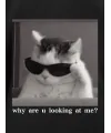 Erkek T-Shirt Komik Kedi Baskılı kısa kol Tişört - Siyah
