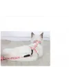 Kedi Gezdirme Göğüs Tasması
