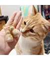 Kedi Şeffaf Anı Anahtarlığı - Kedi Figürlü - Karışık Model