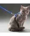 Kedi Tasması