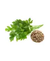 Maydanoz Tohumu 25 Gr