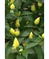 Misket Biberiye Biber Tohumu 5 gr