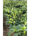 Misket Biberiye Biber Tohumu 5 gr