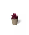 Saksılı Yapa Çiçek Sükülen Royaleks-5675