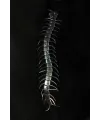 Şeffaf Renk Karanlıkta Parlayan Fosforlu Kırkayak 13 Cm 1 Adet