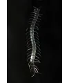 Şeffaf Renk Karanlıkta Parlayan Fosforlu Kırkayak 13 cm 1 Adet