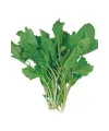 Tere Tohumu 10 Gr