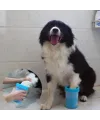 Welfare Köpek Pati Yıkama Aparatı Küçük