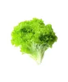 Yazlık Kıvırcık Marul Tohumu 10 Gr
