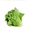 Yedikule Marul Tohumu 10 Gr