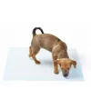 Yıkanabilir Köpek Çiş Pedi - 100 X 100 Cm