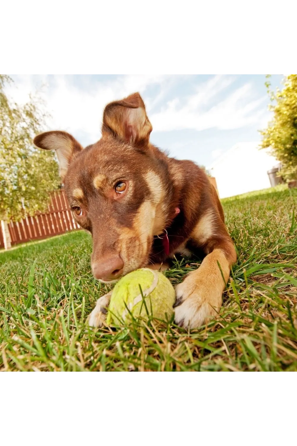 3lü Renkli Desenli Tenis Topu Kedi Köpek Oyuncağı
