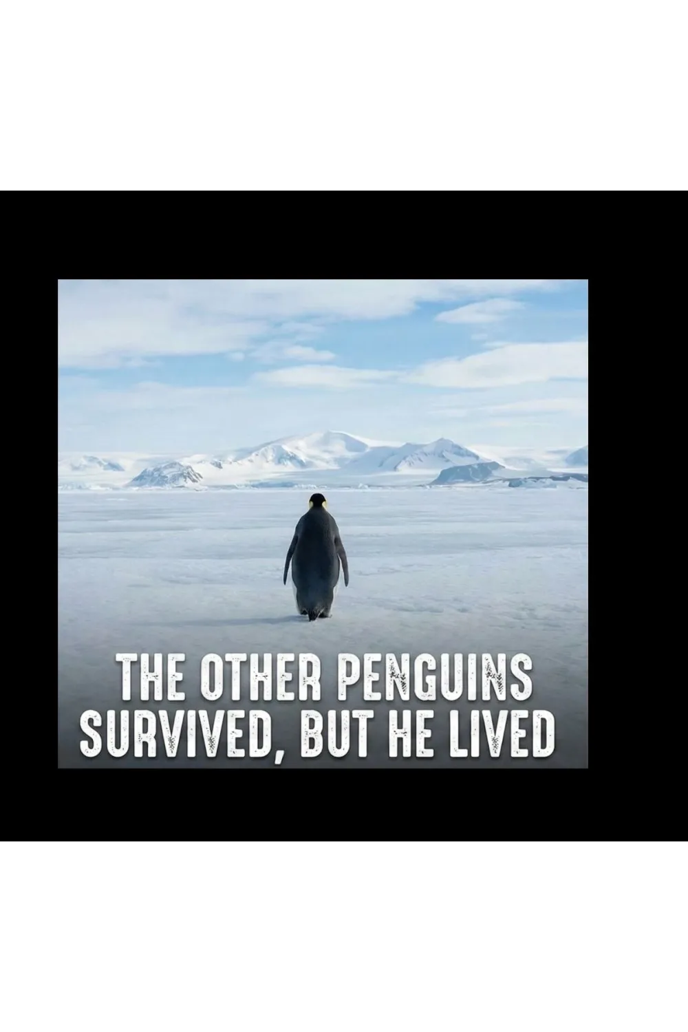 Erkek Survivor Penguin Baskılı 3 İplik Pamuklu Kapüşonlu Sweatshirt Hoodie Siyah