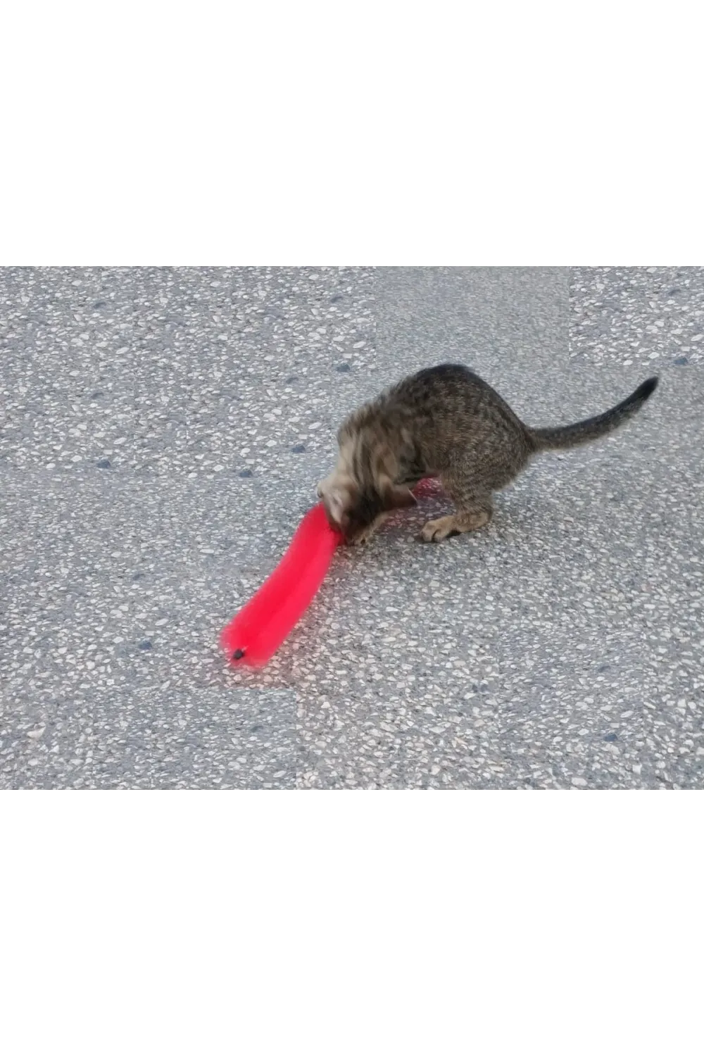 Kedi Tırmalama Fırçası - Kedi Oyuncağı