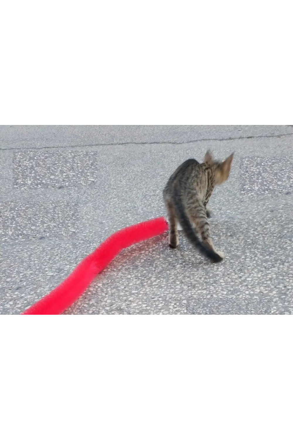 Kedi Tırmalama Fırçası - Kedi Oyuncağı