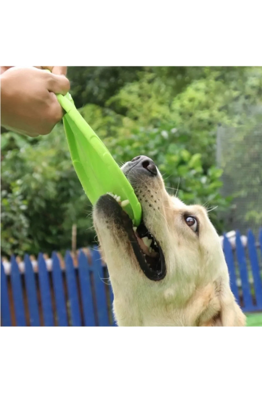 Silikon Frizbi Köpek Oyuncağı