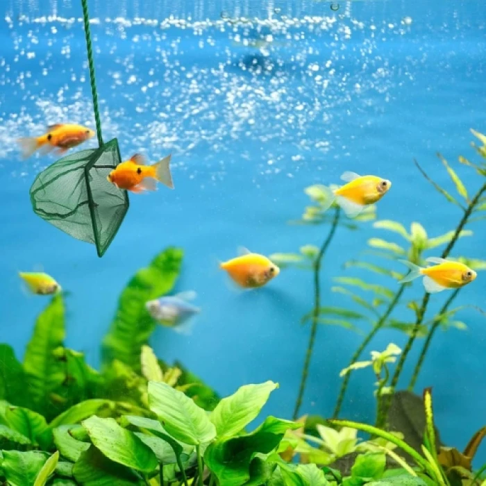 ieg™ Akvaryum Balık Kepçesi 7.5 Cm.