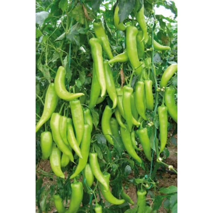 İEG Çarliston Biber Tohumu 10 Gr