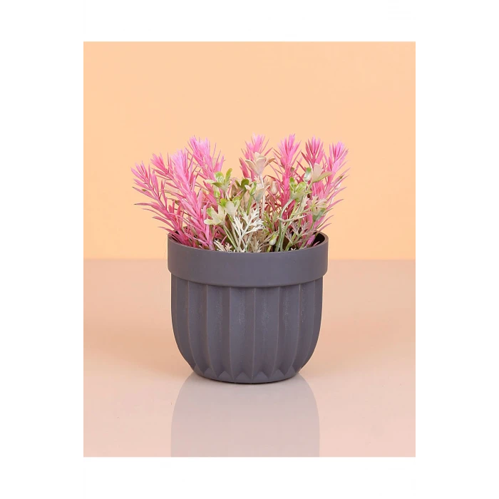 İEG Çizgili Saksı Dikenli Çiçek -5781