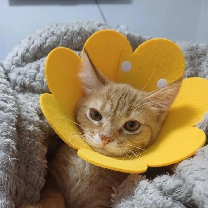 ieg™ Evcil Hayvan XL Boy Keçe Elizabeth Yakalığı