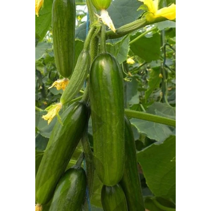 İEG Hıyar Tohumu 20 Gr