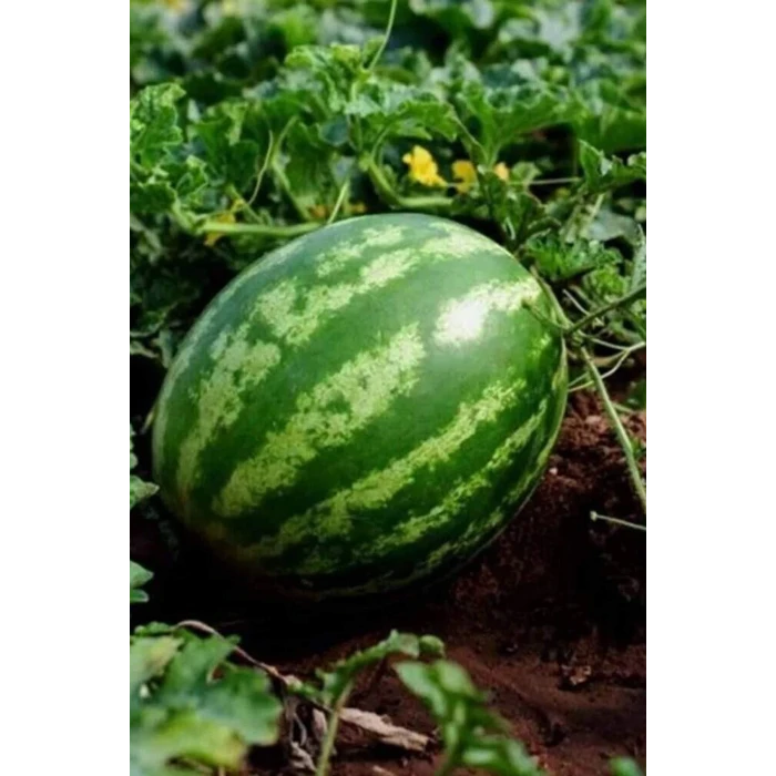 İEG Karpuz Tohumu 10 Gr