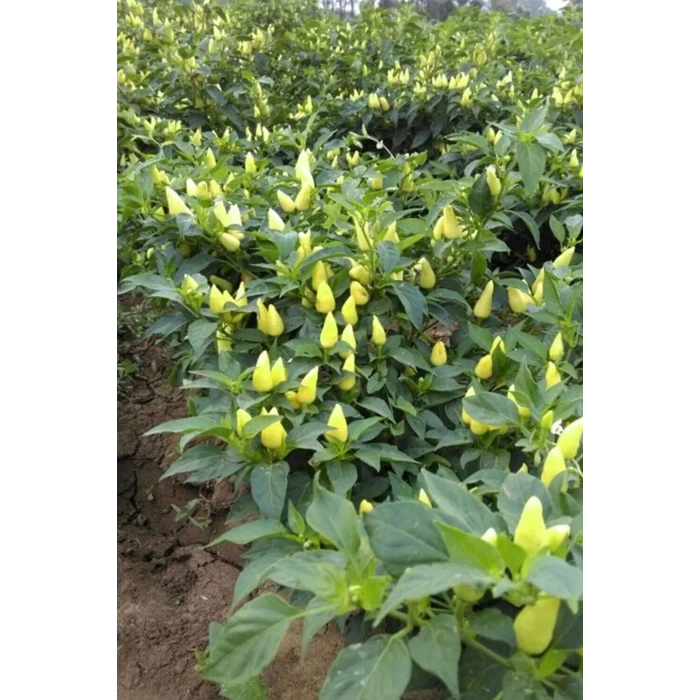 İEG Misket Biberiye Biber Tohumu 5 gr