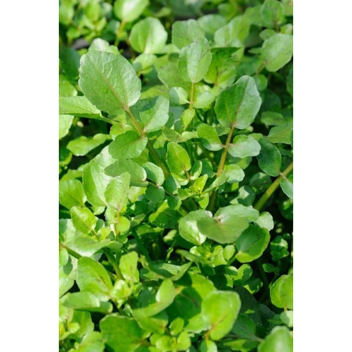 ieg™ Roka Tohumu 10 Gr