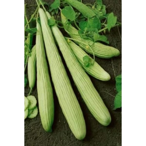 İEG Acur Tohumu 10 Gr