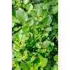 ieg™ Roka Tohumu 10 Gr