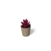 ieg™ Saksılı Yapa Çiçek Sükülen -5675