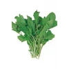 ieg™ Tere Tohumu 10 Gr